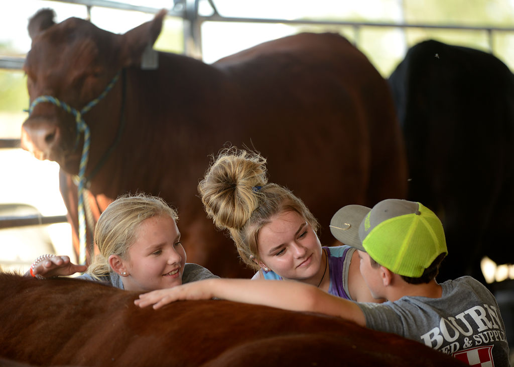 Macy Hamm, 11, Bre Fredrickson, 12, and Frank Hazelrigg, 12, hang out with Macy's cow Fireball